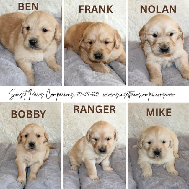 Trained Golden Retriever Puppies media 10