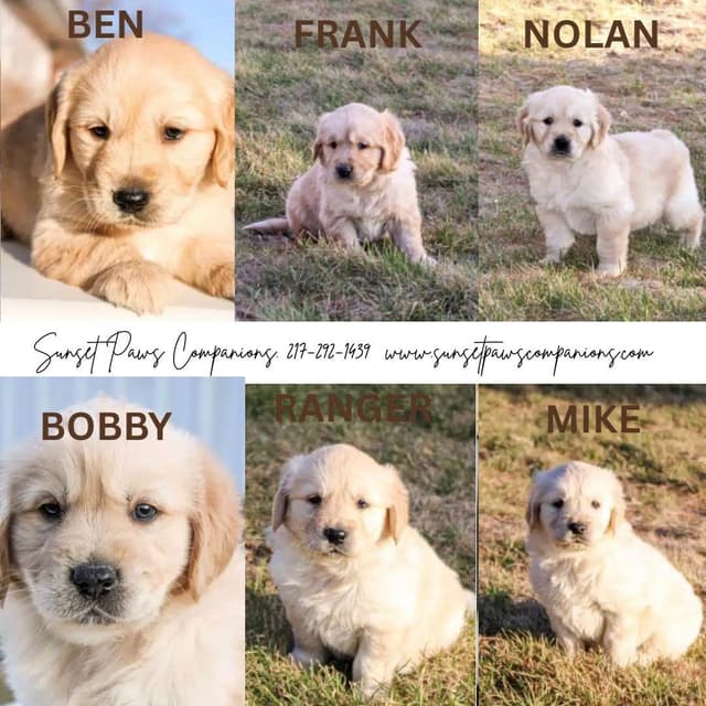 Trained Golden Retriever Puppies media 9