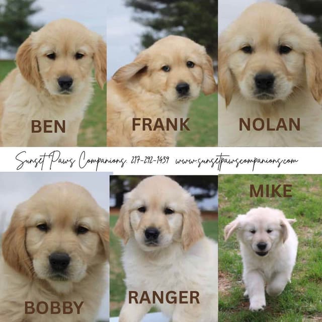 Trained Golden Retriever Puppies media 8