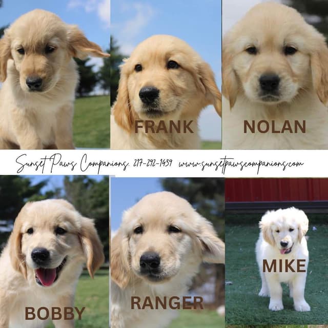 Trained Golden Retriever Puppies media 7