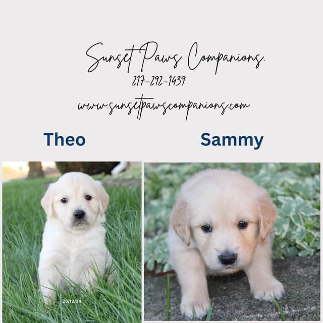 Golden Retriever Puppies media 5