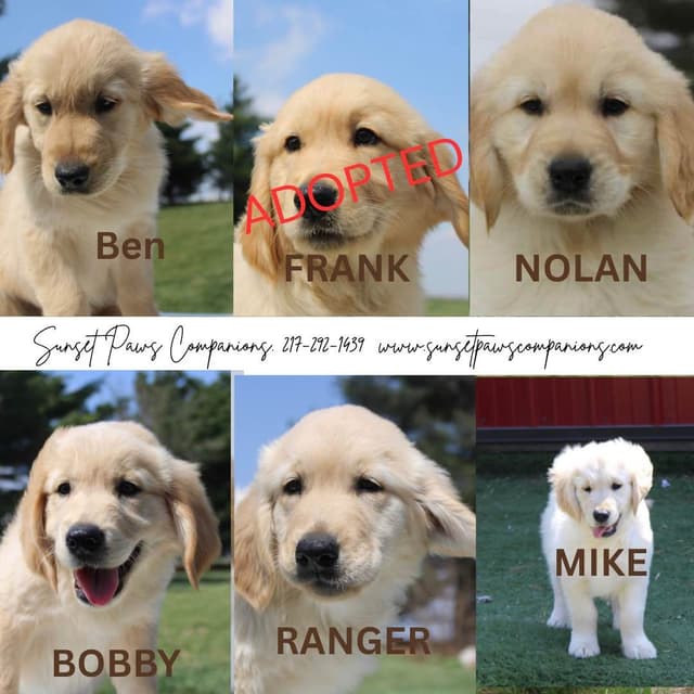 Trained Golden Retriever Puppies media 5