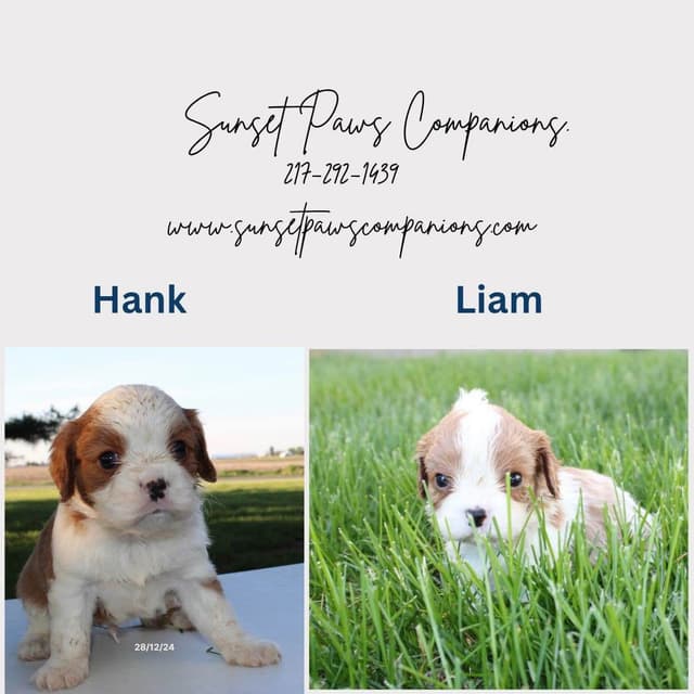 Cavalier King Charles Spaniel Puppies media 5