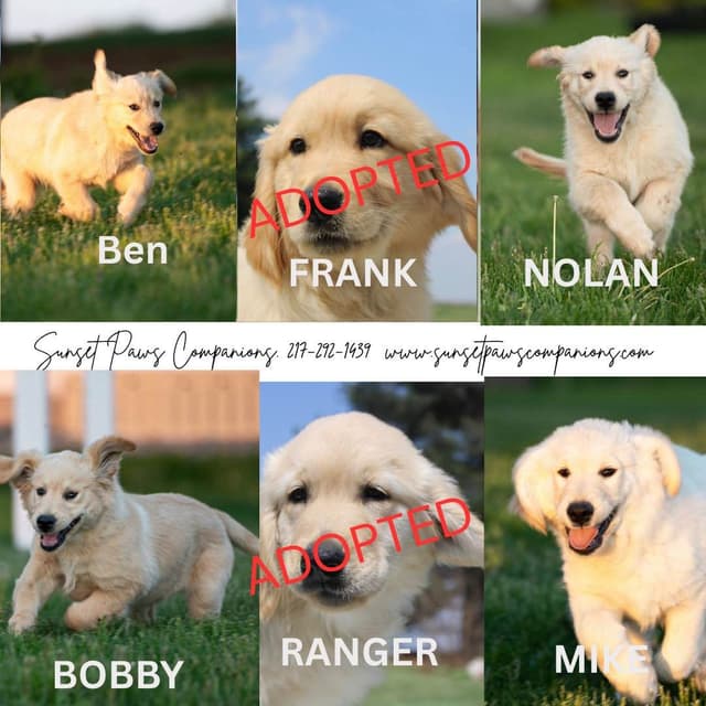 Trained Golden Retriever Puppies media 4