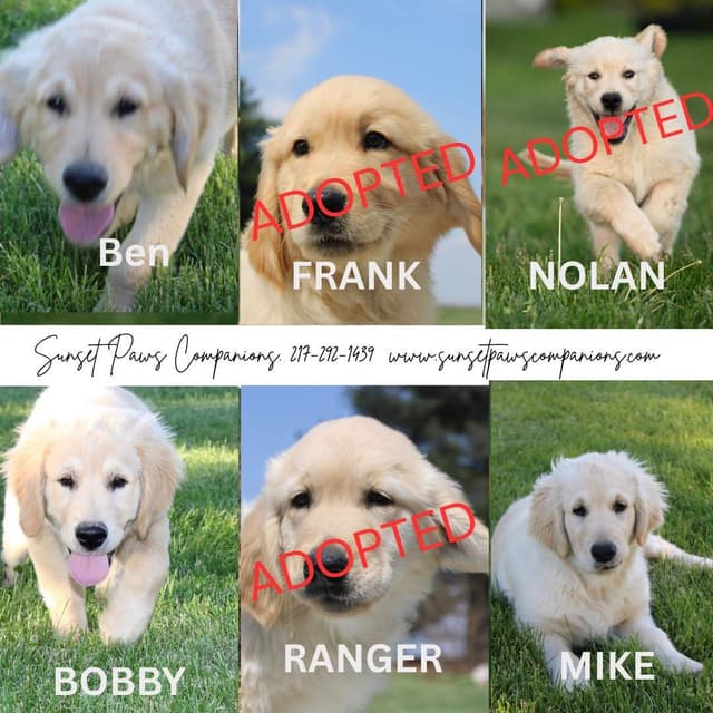 Trained Golden Retriever Puppies media 3
