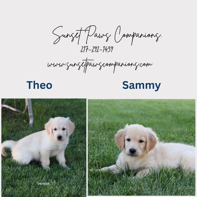 Golden Retriever Puppies media 4