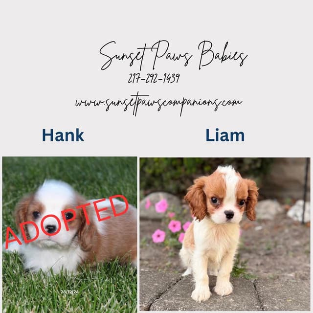 Cavalier King Charles Spaniel Puppies media 3