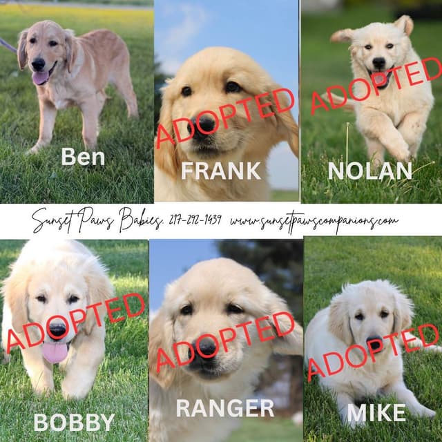 Trained Golden Retriever Puppies media 2