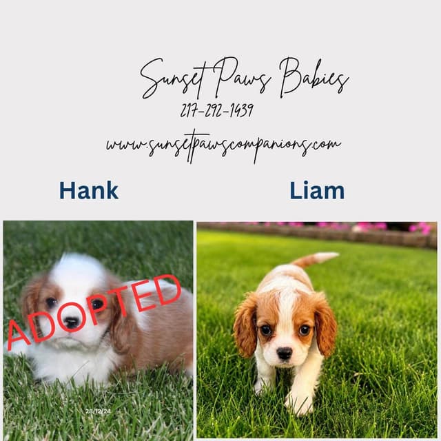 Cavalier King Charles Spaniel Puppies media 2