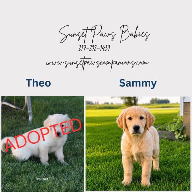 Golden Retriever Puppies media 2
