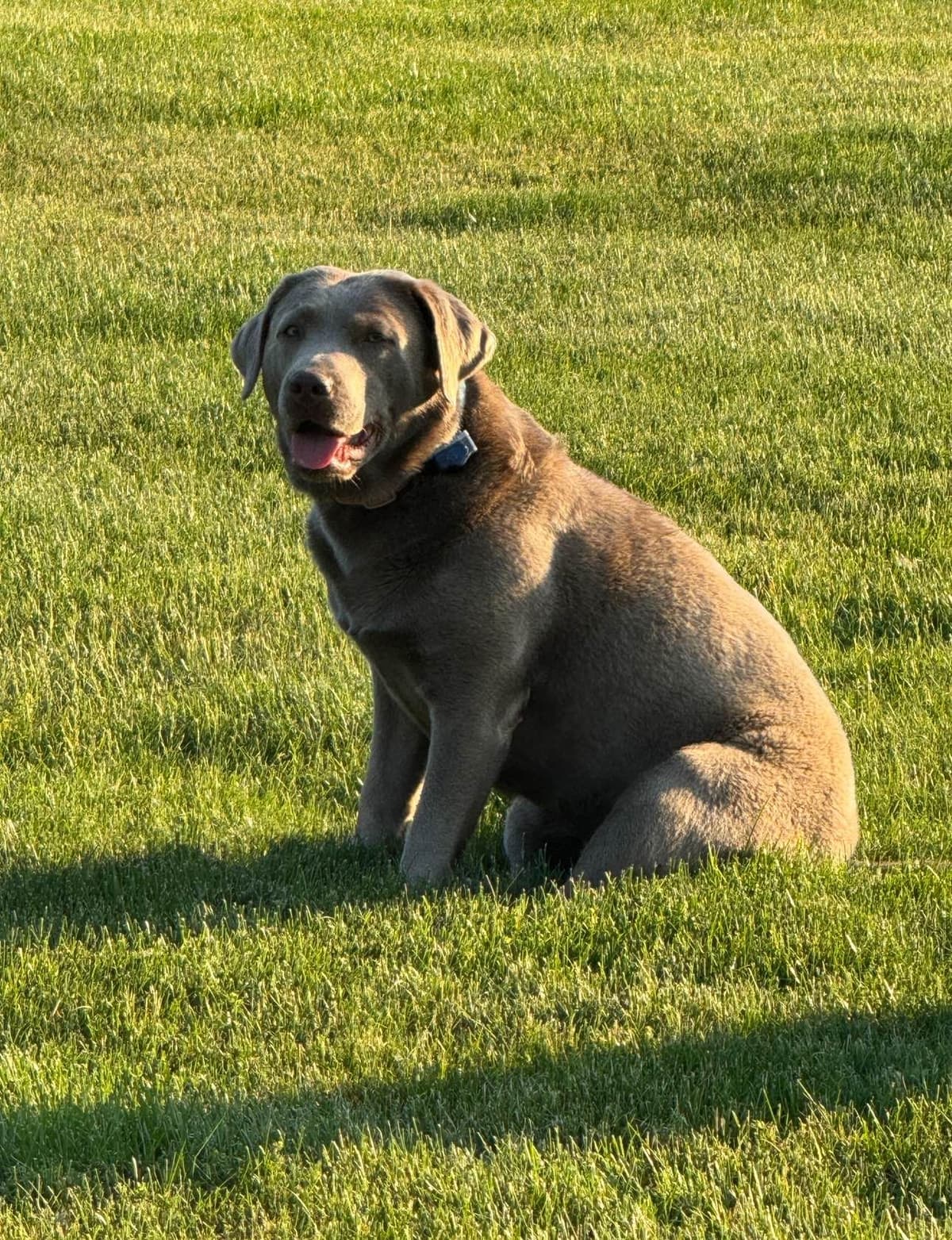 Labrador Retriever Puppies breeder image 4