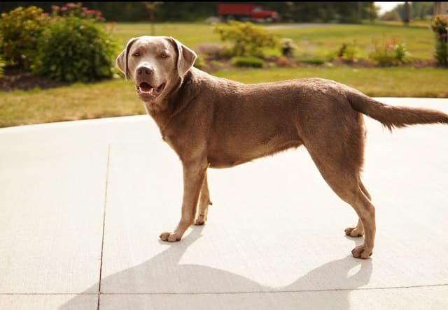 Labrador Retriever Puppies media 9