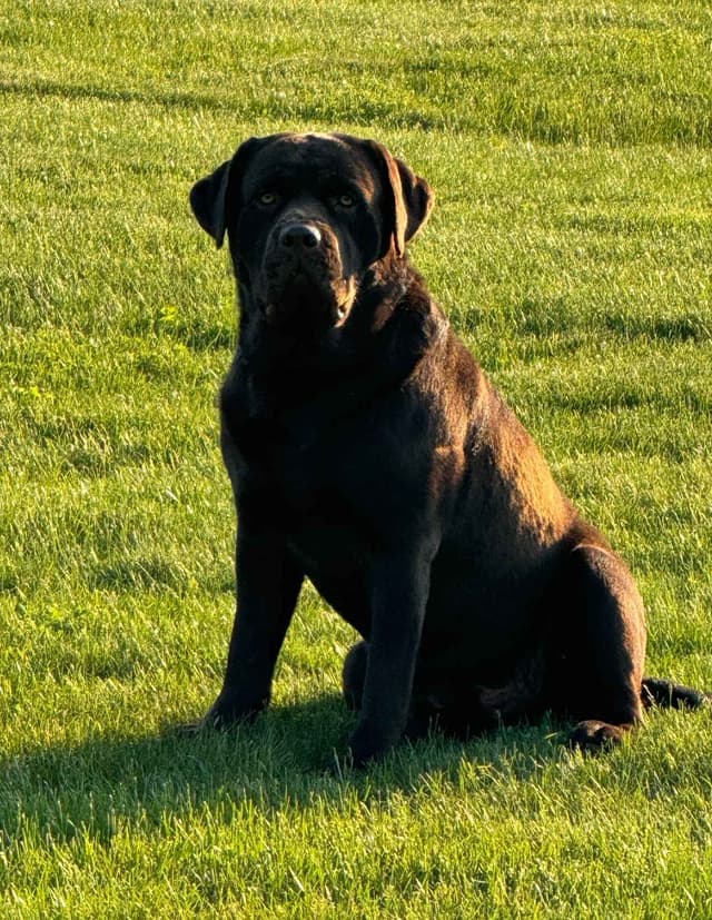 Labrador Retriever Puppies media 14