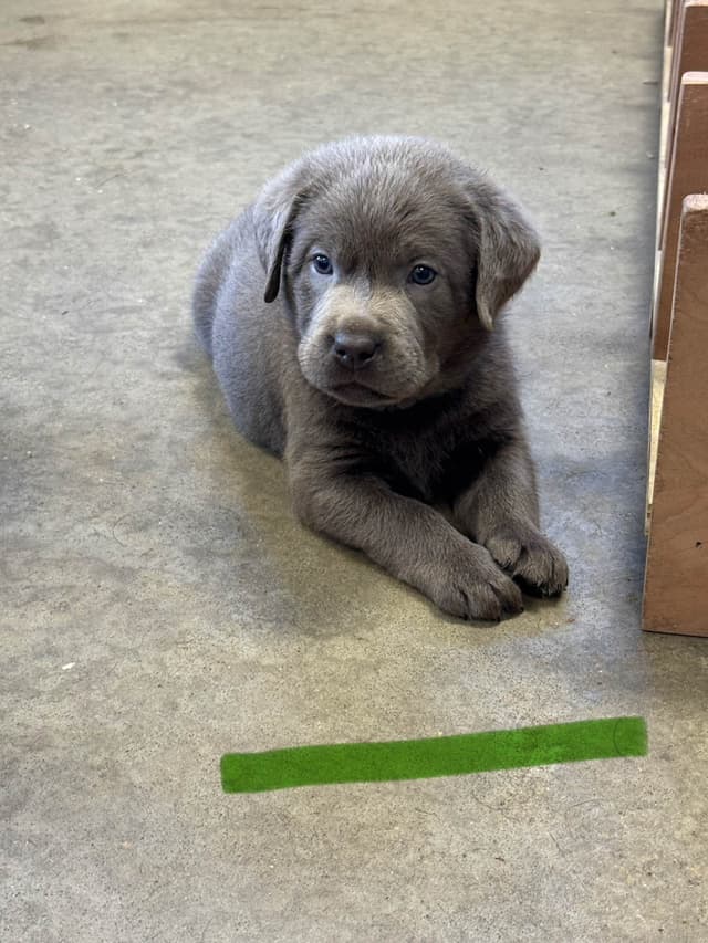 Labrador Retriever Puppies media 5