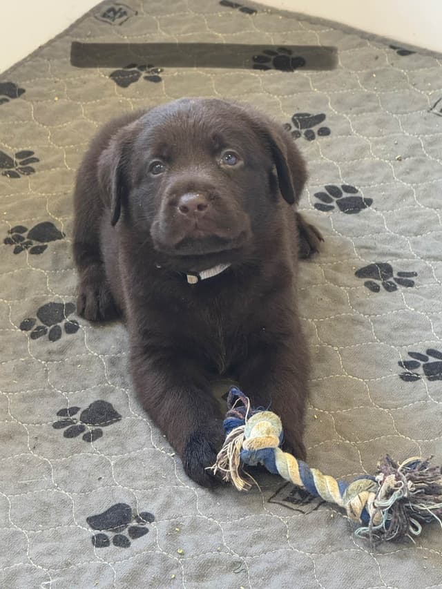 Labrador Retriever Puppies media 3