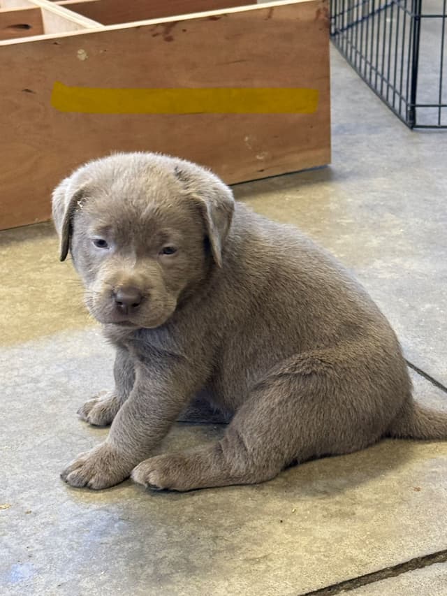 Labrador Retriever Puppies media 7