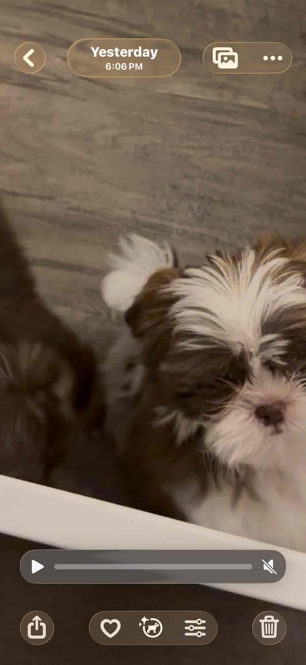 Shih Tzu Puppies breeder image 3