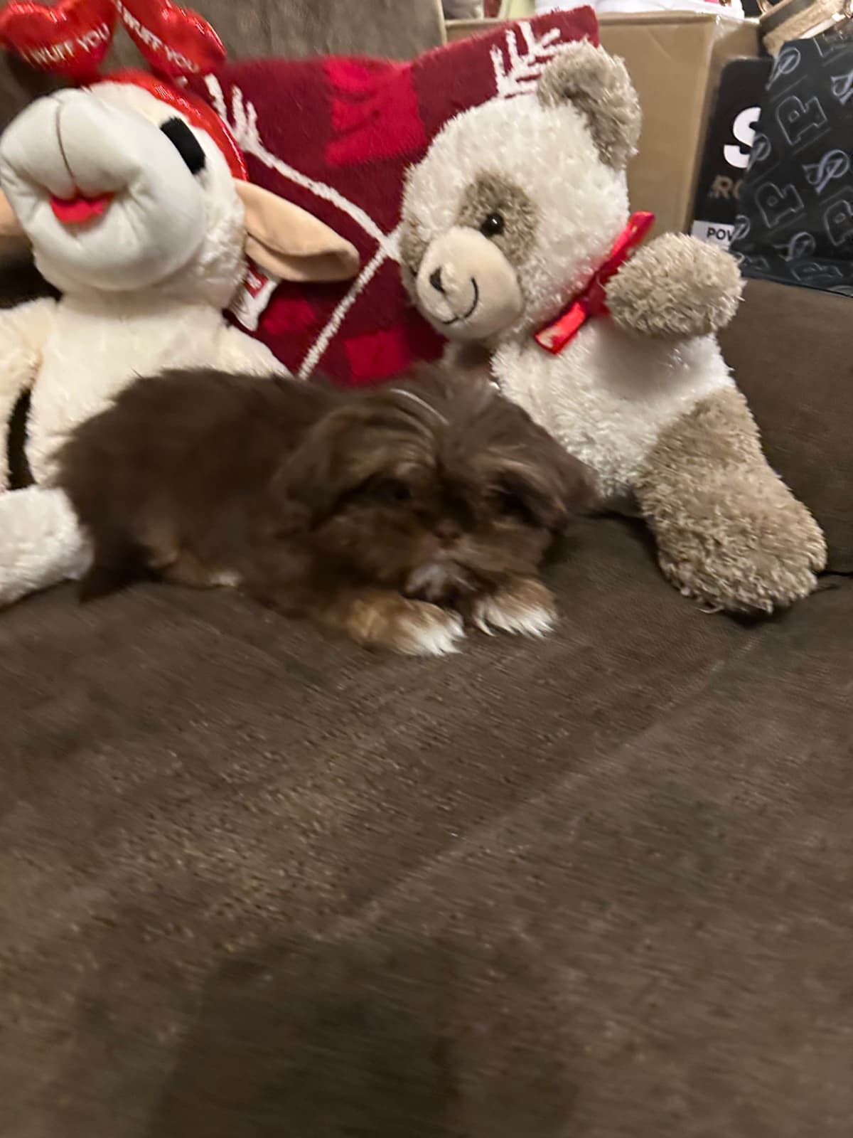 Shih Tzu Puppies breeder image 6
