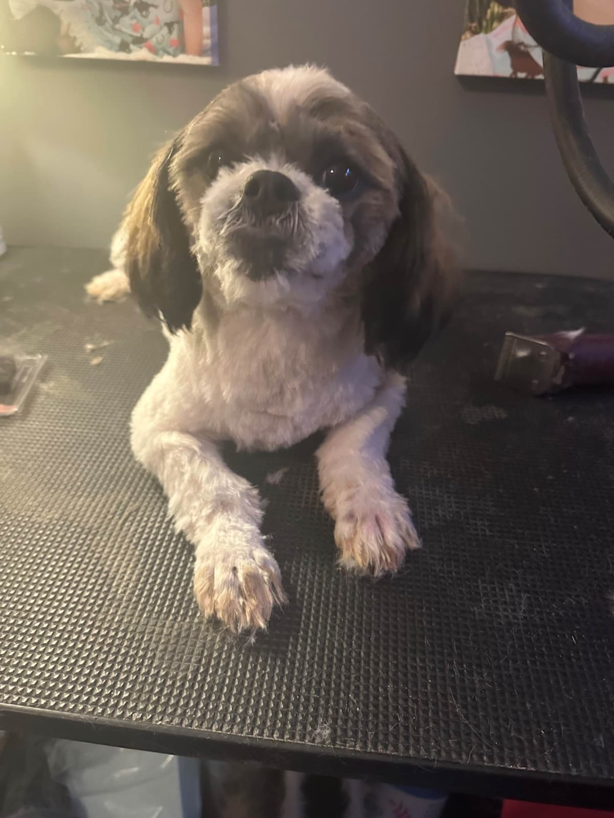 Shih Tzu Puppies breeder image 10