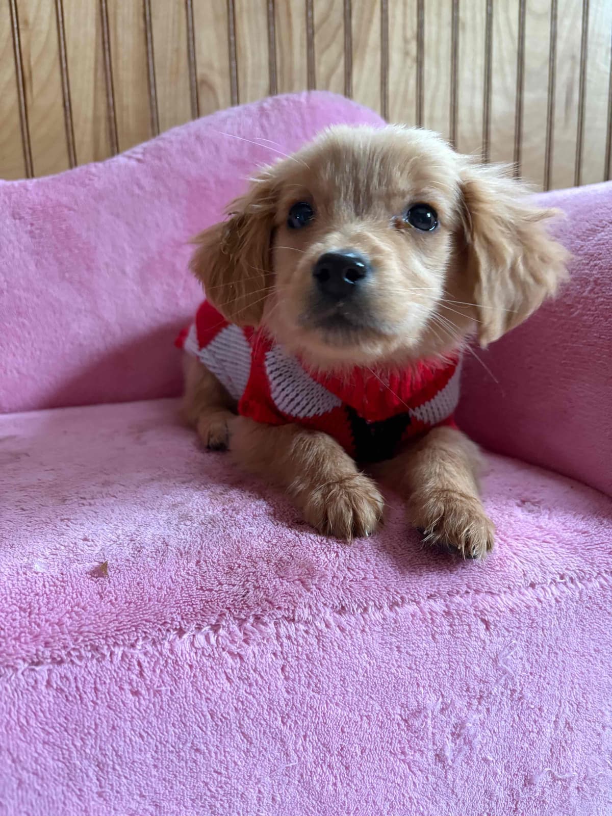 Shih Tzu Puppies breeder image 9