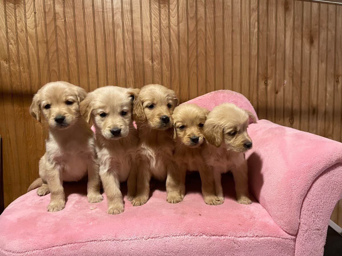 Shih Tzu Puppies breeder image 13