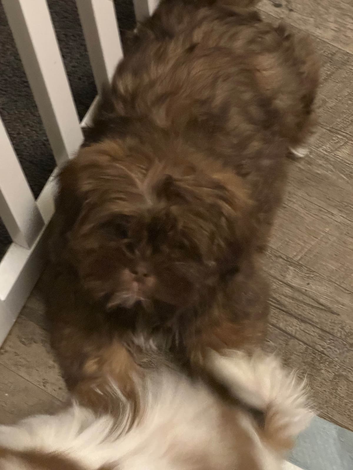 Shih Tzu Puppies breeder image 14