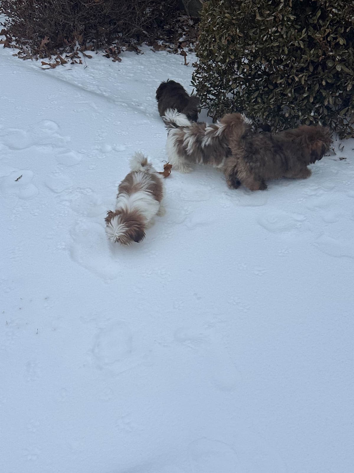 Shih Tzu Puppies breeder image 15
