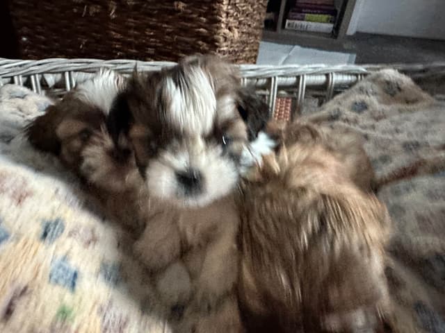 Shih Tzu Puppies media 2