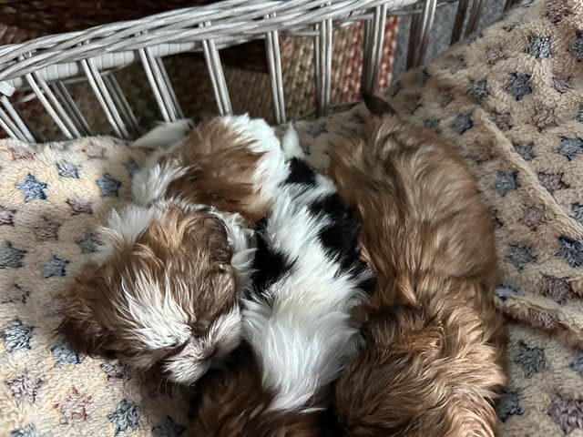 Shih Tzu Puppies media 5