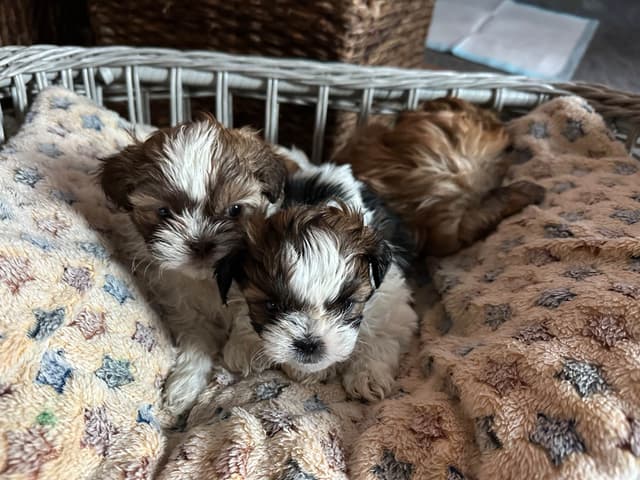 Shih Tzu Puppies media 8