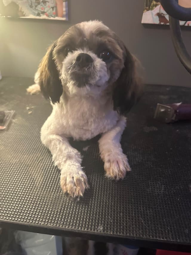 Shih Tzu Puppies media 9