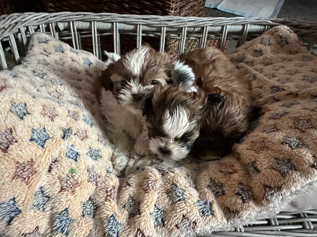 Shih Tzu Puppies media 10
