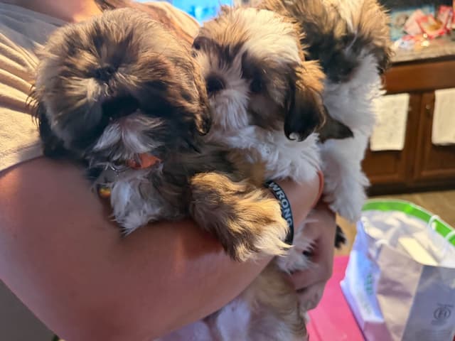 Shih Tzu Puppies media 12