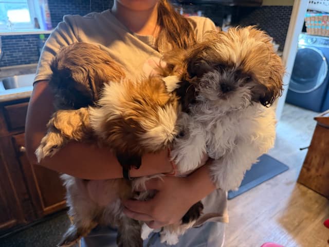 Shih Tzu Puppies media 13