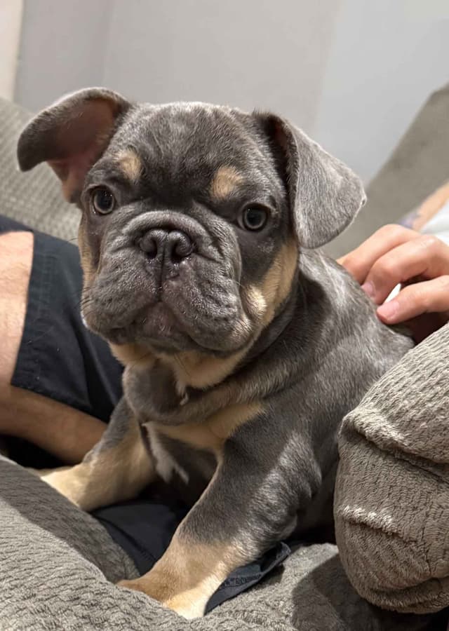 AKC Frenchie Puppies Beautiful Colors Raised Home and Well Loved media 2