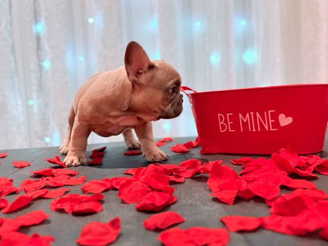 AKC Frenchie Puppies Beautiful Colors Raised Home and Well Loved media 3