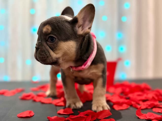 AKC Frenchie Puppies Beautiful Colors Raised Home and Well Loved media 4
