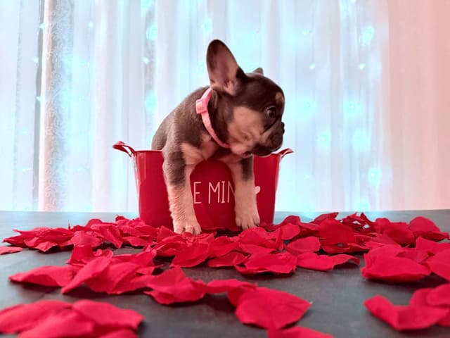 AKC Frenchie Puppies Beautiful Colors Raised Home and Well Loved media 5