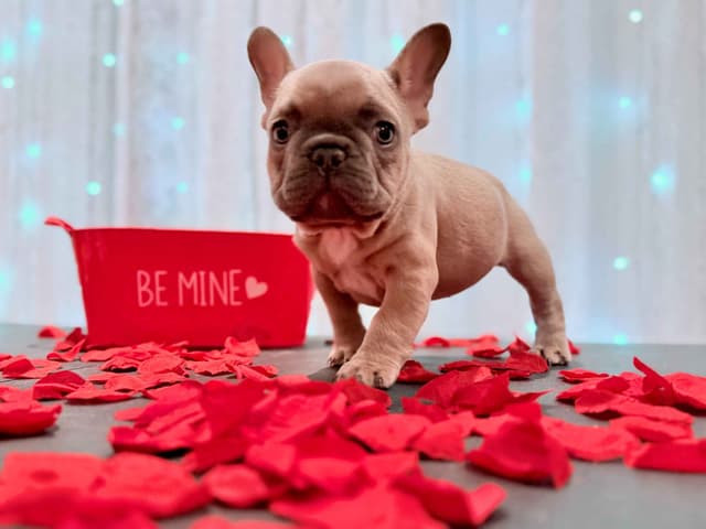 AKC Frenchie Puppies Beautiful Colors Raised Home and Well Loved media 6