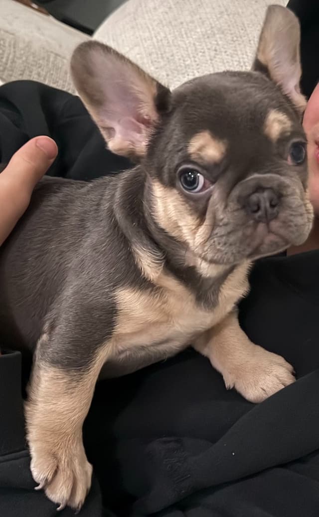 AKC Frenchie Puppies Beautiful Colors Raised Home and Well Loved media 7