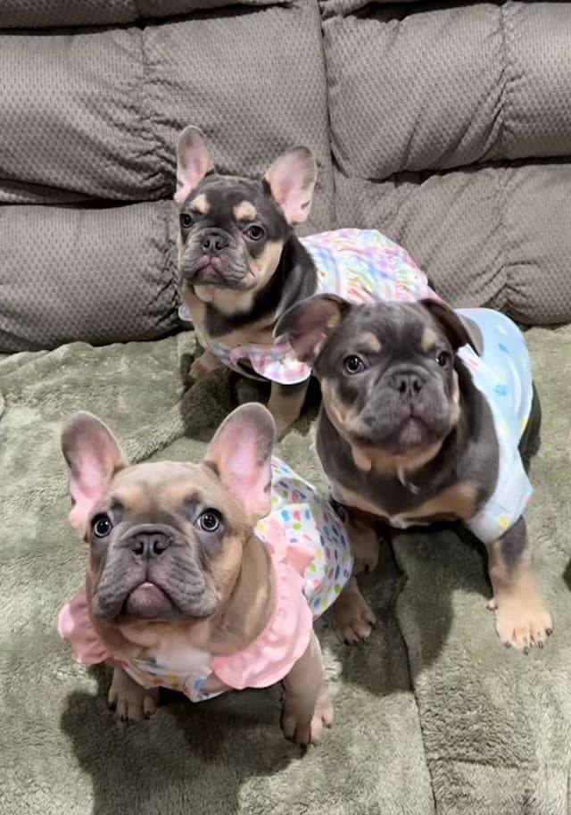 AKC Frenchie Puppies Beautiful Colors Raised Home and Well Loved media 8