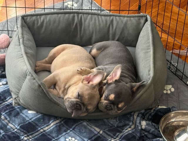 AKC Frenchie Puppies Beautiful Colors Raised Home and Well Loved media 9