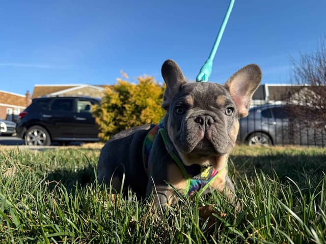 AKC Frenchie Puppies Beautiful Colors Raised Home and Well Loved media 10