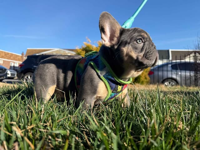 AKC Frenchie Puppies Beautiful Colors Raised Home and Well Loved media 11