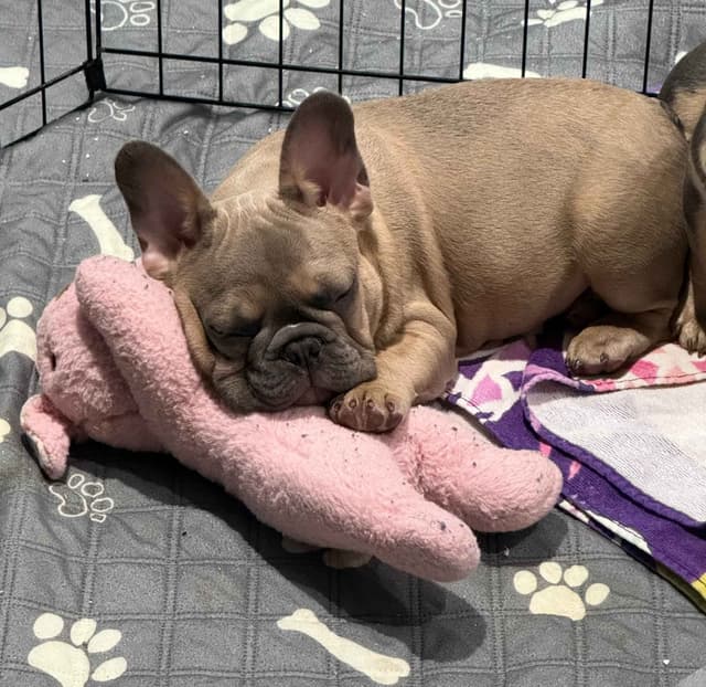 AKC Frenchie Puppies Beautiful Colors Raised Home and Well Loved media 12