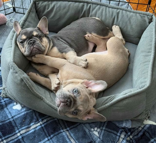 AKC Frenchie Puppies Beautiful Colors Raised Home and Well Loved media 13