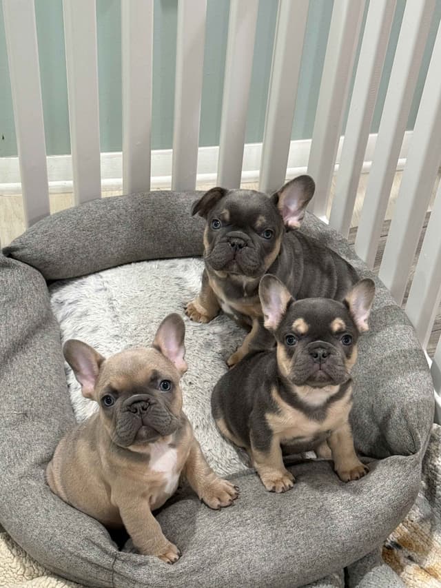 AKC Frenchie Puppies Beautiful Colors Raised Home and Well Loved media 14
