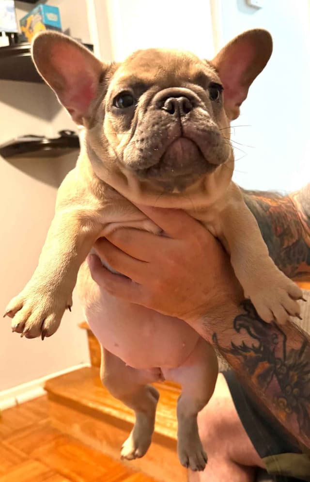 AKC Frenchie Puppies Beautiful Colors Raised Home and Well Loved media 15