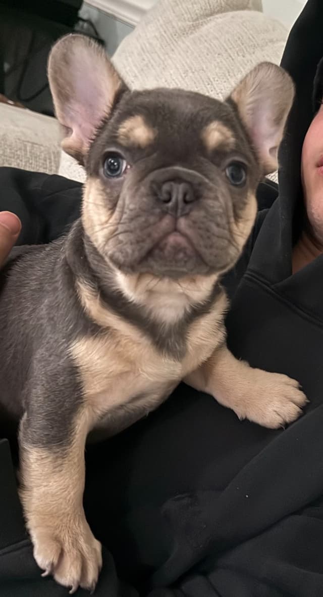 AKC Frenchie Puppies Beautiful Colors Raised Home and Well Loved media 17