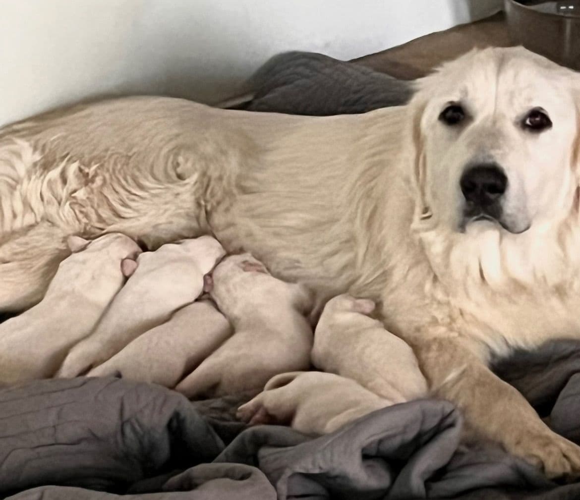 Great Pyrenees Puppies breeder image 1